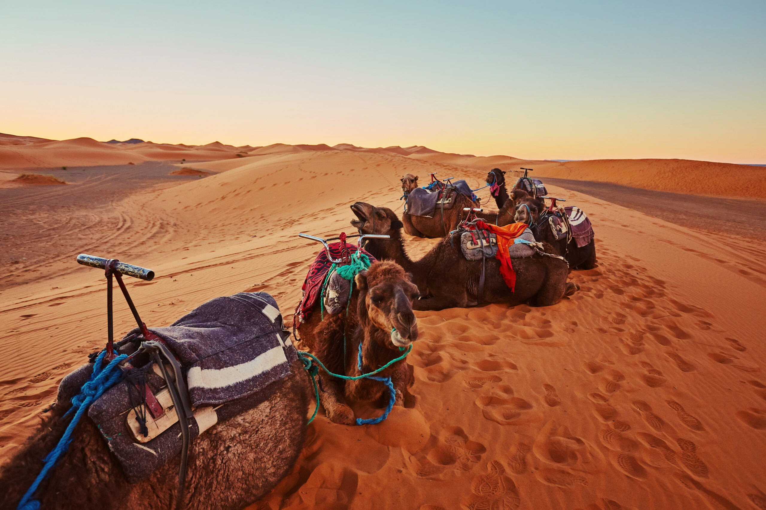 Camel in the Sahara desert in Morocco standing on a dune