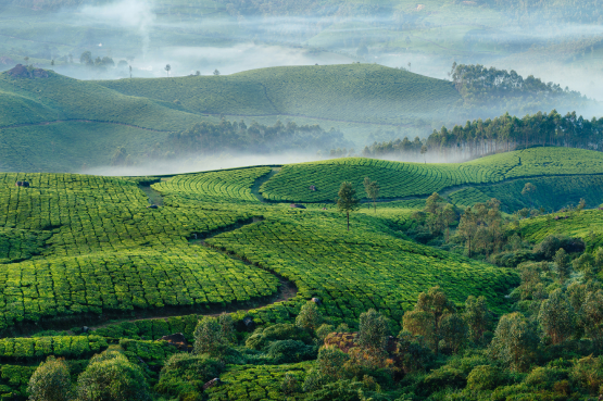 munnar-tea-plantations-with-fog-in-the-early-morni-2022-11-16-10-28-06-utc